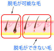 毛が抜けて生え変わる周期